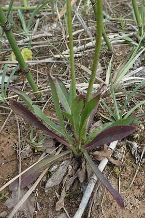 Hieracium piloselloides \ Florentiner Habichtskraut / Florence Hawkweed, D Hagen 14.6.2019