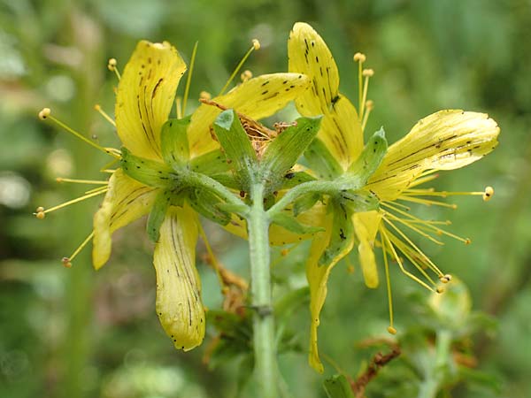 Hypericum patzkei / Patzke's St. John's-Wort, D Aachen 27.7.2020