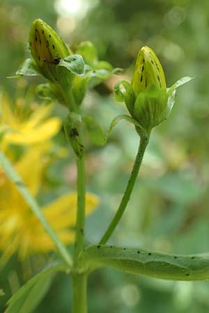 Hypericum patzkei \ Patzkes Johanniskraut / Patzke's St. John's-Wort, D Aachen 27.7.2020