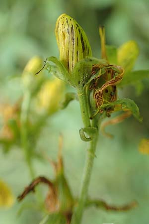 Hypericum patzkei / Patzke's St. John's-Wort, D Aachen 27.7.2020