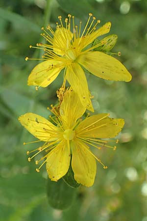 Hypericum patzkei / Patzke's St. John's-Wort, D Aachen 27.7.2020