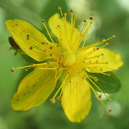 Hypericum patzkei \ Patzkes Johanniskraut / Patzke's St. John's-Wort, D Aachen 27.7.2020