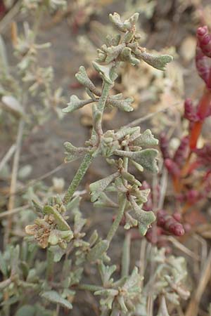 Halimione pedunculata / Pedunculate Sea Purslane, D Sachsen-Anhalt, Sülzetal-Sülldorf 27.9.2020