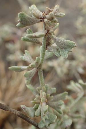 Halimione pedunculata / Pedunculate Sea Purslane, D Sachsen-Anhalt, Sülzetal-Sülldorf 27.9.2020