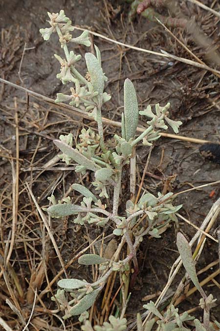 Halimione pedunculata / Pedunculate Sea Purslane, D Sachsen-Anhalt, Sülzetal-Sülldorf 27.9.2020