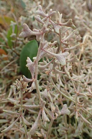 Halimione pedunculata / Pedunculate Sea Purslane, D Sachsen-Anhalt, Sülzetal-Sülldorf 27.9.2020