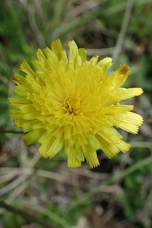 Hieracium pilosella \ Mausohr-Habichtskraut, Kleines Habichtskraut, D Neuleiningen 28.5.2021