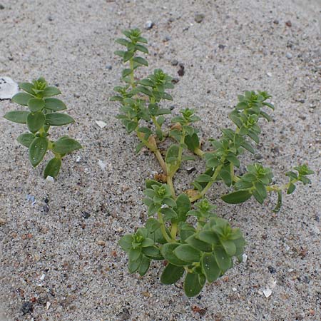 Honckenya peploides \ Salz-Miere / Sea Sandwort, D Hohwacht 13.9.2021