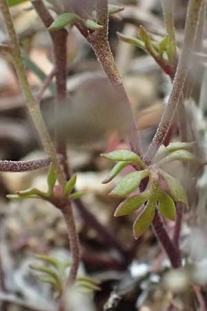 Hornungia petraea / Hutchinsia, D Kallstadt 16.4.2012