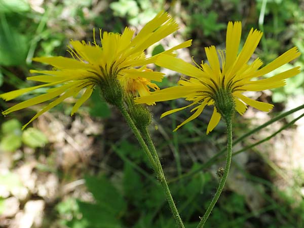 Hieracium glaucinum \ Frhblhendes Habichtskraut / Early Hawkweed, D Wachenheim 29.5.2023