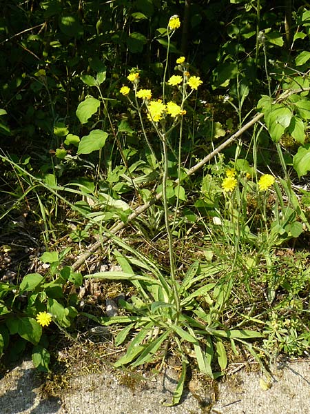 Hieracium rothianum \ Roths Habichtskraut / Roth's Hawkweed, D Bad Münster am Stein - Niederhausen 6.6.2015