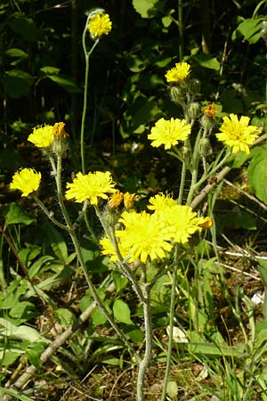 Hieracium rothianum \ Roths Habichtskraut / Roth's Hawkweed, D Bad Münster am Stein - Niederhausen 6.6.2015