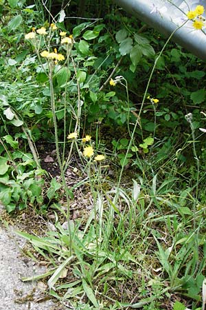 Hieracium rothianum \ Roths Habichtskraut / Roth's Hawkweed, D Bad Münster am Stein - Niederhausen 6.6.2015