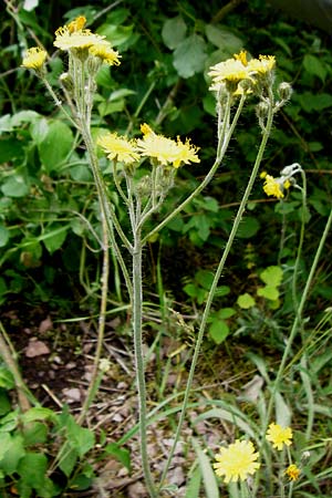 Hieracium rothianum \ Roths Habichtskraut / Roth's Hawkweed, D Bad Münster am Stein - Niederhausen 6.6.2015