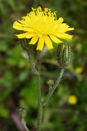 Hieracium rothianum \ Roths Habichtskraut / Roth's Hawkweed, D Bad Münster am Stein - Niederhausen 6.6.2015