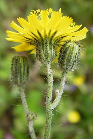 Hieracium rothianum \ Roths Habichtskraut / Roth's Hawkweed, D Bad Münster am Stein - Niederhausen 6.6.2015