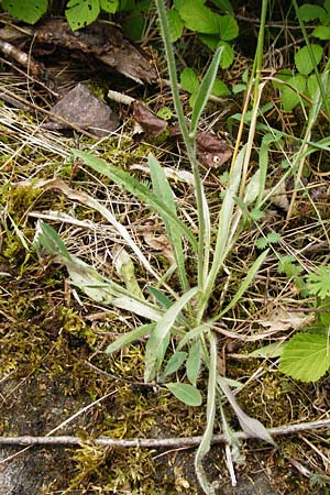 Hieracium rothianum \ Roths Habichtskraut / Roth's Hawkweed, D Bad Münster am Stein - Niederhausen 6.6.2015