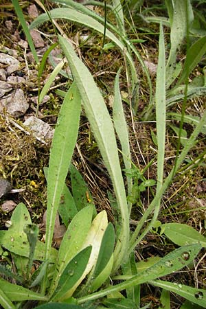 Hieracium rothianum \ Roths Habichtskraut / Roth's Hawkweed, D Bad Münster am Stein - Niederhausen 6.6.2015