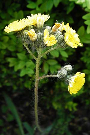 Hieracium rothianum \ Roths Habichtskraut / Roth's Hawkweed, D Bad Münster am Stein - Hallgarten 6.6.2015