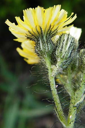 Hieracium rothianum \ Roths Habichtskraut / Roth's Hawkweed, D Bad Münster am Stein - Hallgarten 6.6.2015