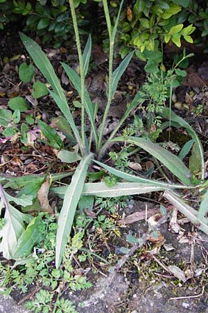 Hieracium rothianum \ Roths Habichtskraut / Roth's Hawkweed, D Bad Münster am Stein - Hallgarten 6.6.2015