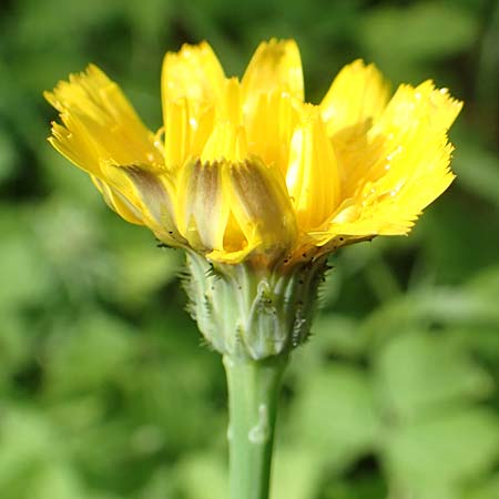 Hypochaeris radicata \ Gewhnliches Ferkelkraut / Common Cat's-Ear, D Seeheim an der Bergstraße 12.6.2019