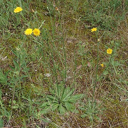 Hypochaeris radicata \ Gewhnliches Ferkelkraut, D Seeheim an der Bergstraße 12.6.2019