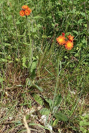 Hieracium x rubrum / Hybrid Hawkweed, D Hagen 14.6.2019