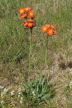 Hieracium x rubrum / Hybrid Hawkweed, D Hagen 14.6.2019