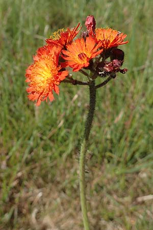 Hieracium x rubrum / Hybrid Hawkweed, D Hagen 14.6.2019