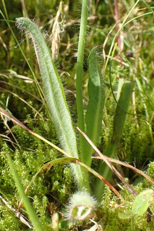 Hieracium x rubrum / Hybrid Hawkweed, D Black-Forest, Baiersbronn 18.6.2019