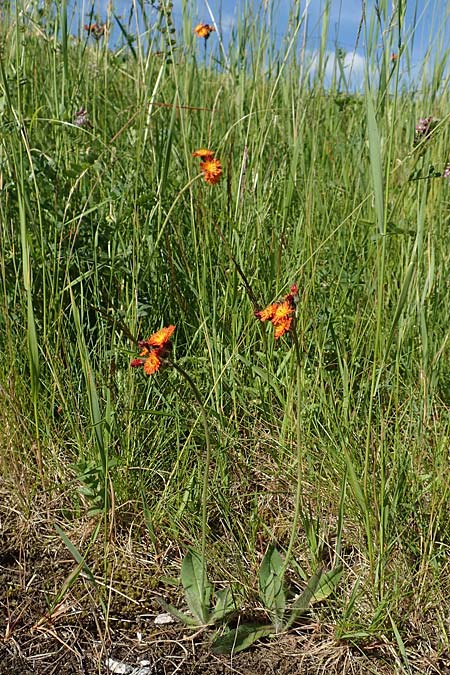 Hieracium x rubrum / Hybrid Hawkweed, D Black-Forest, Baiersbronn 18.6.2019