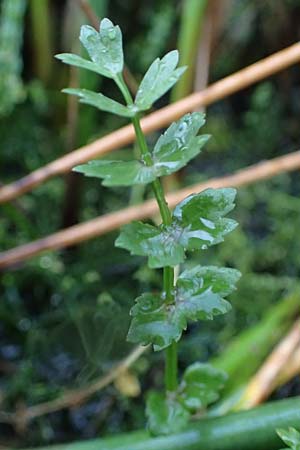 Apium repens \ Kriechende Sellerie, Scheiberich / Creeping Marshwort, D Hohwacht 17.9.2021