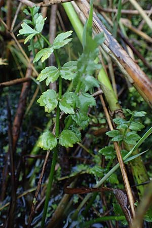 Apium repens \ Kriechende Sellerie, Scheiberich / Creeping Marshwort, D Hohwacht 17.9.2021