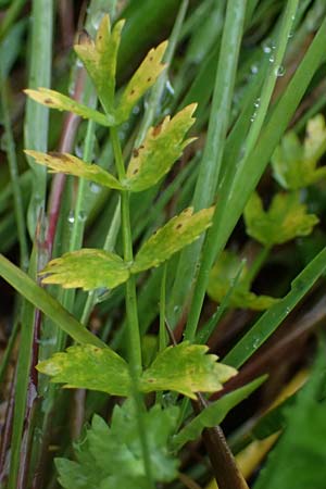 Apium repens \ Kriechende Sellerie, Scheiberich, D Hohwacht 17.9.2021