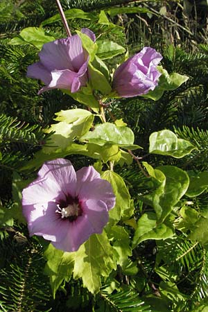 Hibiscus syriacus / Rose Mallow, Rose of Sharon, D Germersheim-Lingenfeld 30.7.2007