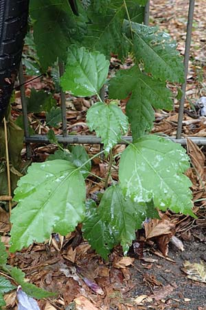 Hibiscus syriacus \ Strauch-Eibisch, Hibiskus, D Mannheim 18.9.2016