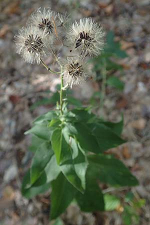 Hieracium sabaudum \ Savoyer Habichtskraut, D Odenwald, Reichelsheim 12.10.2018