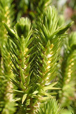 Huperzia selago / Fir Clubmoss, D Black-Forest, Hornisgrinde 4.9.2019