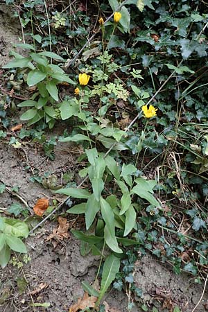 Hieracium sabaudum \ Savoyer Habichtskraut / Savoy Hawkweed, D Hohwacht 13.9.2021