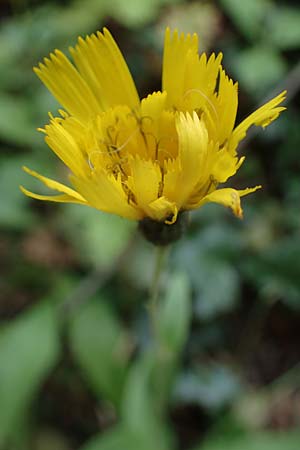 Hieracium sabaudum \ Savoyer Habichtskraut / Savoy Hawkweed, D Hohwacht 13.9.2021