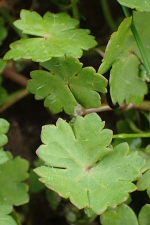 Hydrocotyle sibthorpioides, Dwarf Pennywort, Lawn Marsh Pennywort
