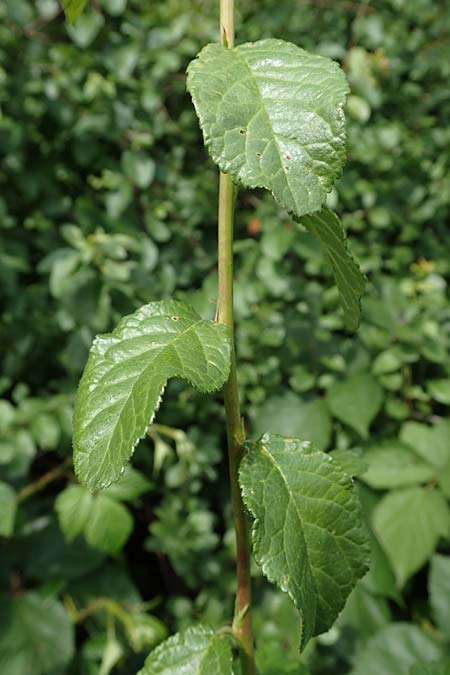 Prunus x fruticans \ Haferschlehe, Krieche / Bullace, D Niederjossa 21.6.2022