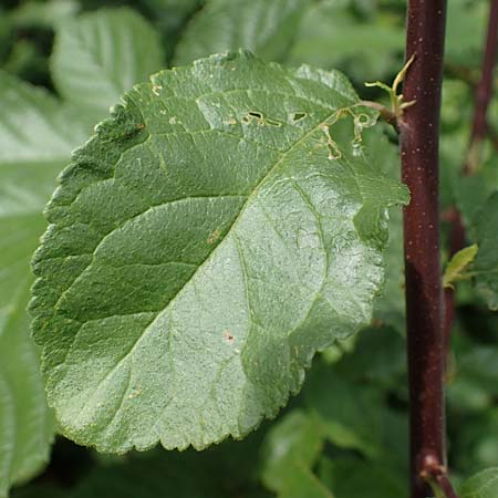 Prunus x fruticans \ Haferschlehe, Krieche / Bullace, D Niederjossa 21.6.2022