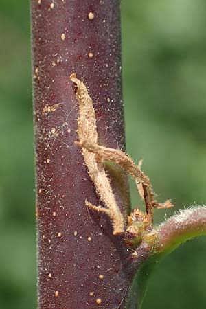 Prunus x fruticans \ Haferschlehe, Krieche / Bullace, D Niederjossa 21.6.2022