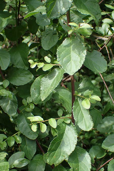 Prunus x fruticans \ Haferschlehe, Krieche / Bullace, D Niederjossa 21.6.2022