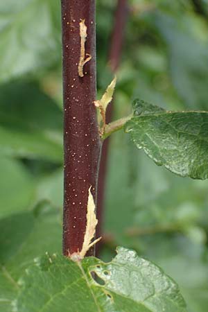 Prunus x fruticans \ Haferschlehe, Krieche / Bullace, D Niederjossa 21.6.2022