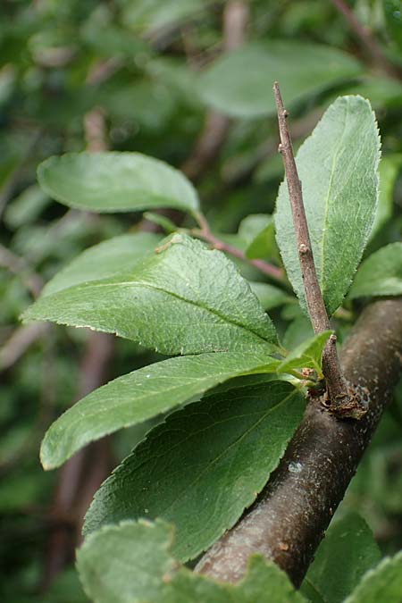 Prunus x fruticans \ Haferschlehe, Krieche / Bullace, D Niederjossa 21.6.2022