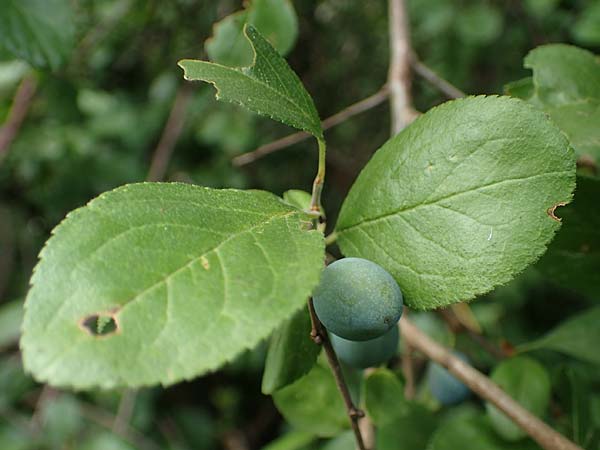 Prunus x fruticans \ Haferschlehe, Krieche / Bullace, D Niederjossa 21.6.2022