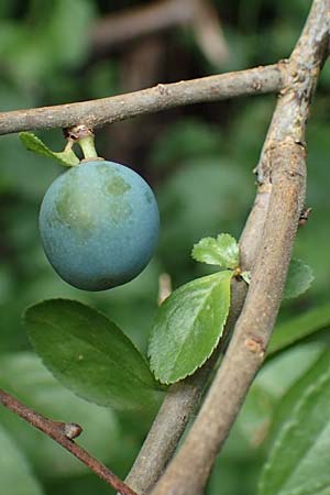 Prunus x fruticans \ Haferschlehe, Krieche / Bullace, D Niederjossa 21.6.2022